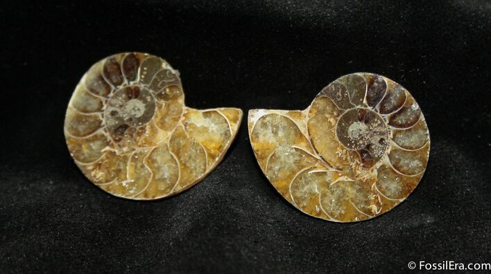 Small Desmoceras Ammonite Pair #1465